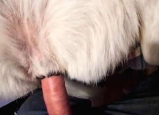 Doggy gets banged by husband