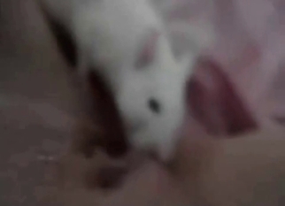Rat licks a pussy of a dirty zoophil slut