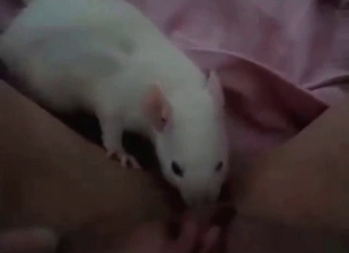 Rat licks a pussy of a dirty zoophil slut