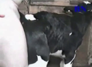Man anally drills his lovely goat