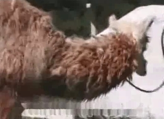 Nasty bestiality action with a farm girl