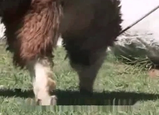 Nasty bestiality action with a farm girl
