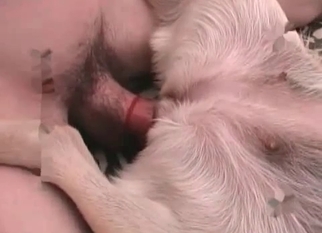 Pet gets impaled by hubby zoophile