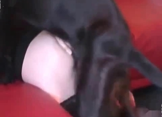 Doggy enjoys dirty bestiality sex so much
