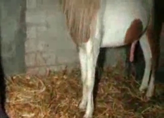 Horse craves bestiality sex with a female