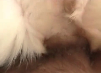 POV bestiality action with a white dog