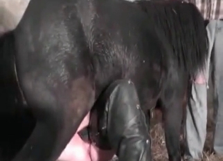 Sexy zoophile nicely banged by horse