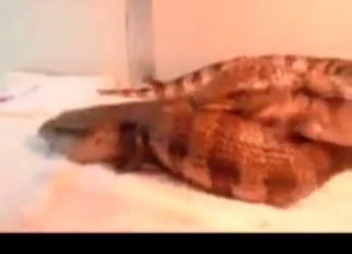 Exotic bestiality sex with crocodiles