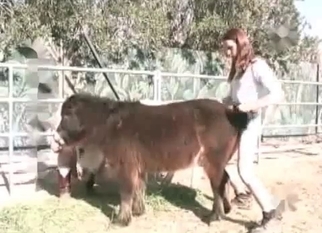 Trained horse enjoys hardcore anal sex
