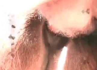 Trained horse enjoys hardcore anal sex