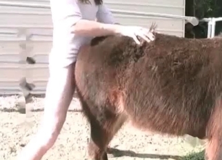 Trained horse enjoys hardcore anal sex