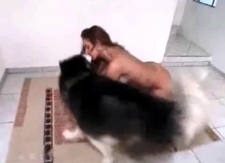 Husky in the awesome Asian bestiality