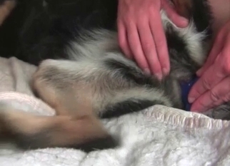 Toy is a nice gift for a doggy