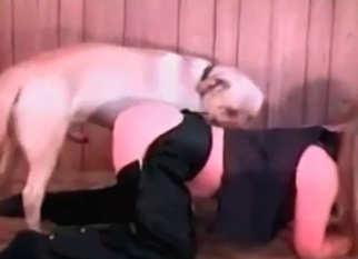 Pussy licked by a trained doggy