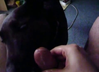 Sexy young doggy is enjoying dick sucking