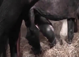 Farm girl got nicely drilled by black mule