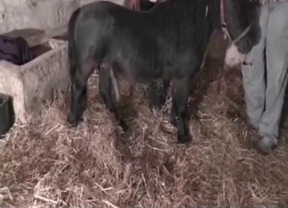 Farm girl got nicely drilled by black mule