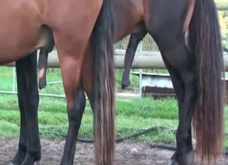 Black dick of horse becomes so massive