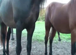 Black dick of horse becomes so massive