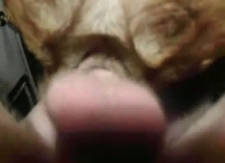 Male dick disappears in a tight doggy anus