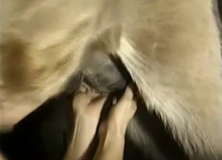 Two ladies are sucking mule dick at farm