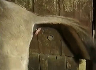 Two ladies are sucking mule dick at farm