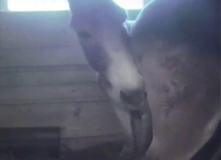 Mules have nice farm sex in doggy pose