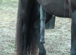 Farmer is trying anal fuck with stallion