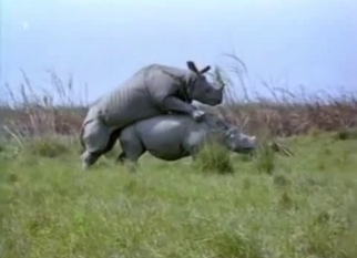 Gigantic rhinos fuck in doggy style pose