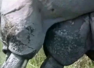 Gigantic rhinos fuck in doggy style pose