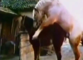 White stallion fucks his brown girlfriend