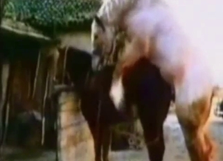 White stallion fucks his brown girlfriend