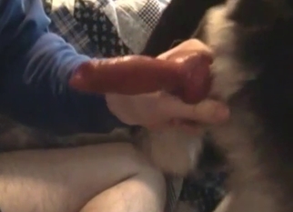 Playing with a beautiful dick of a doggy