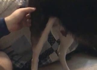 Playing with a beautiful dick of a doggy