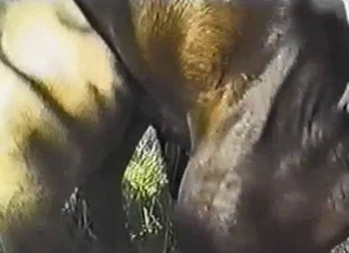 Wild horses have nice sex in the forest