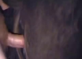 Filming how my dick disappears in horse ass
