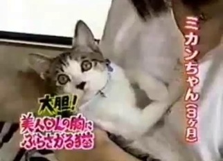 Cute kitty sucks my hard milky nipples