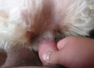 Slowly shoving my cock in tight dog anus