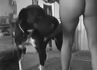 Black dog sensually pounds my lusty wife
