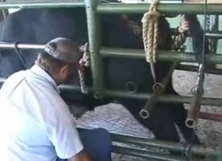 Collecting sperm of a horny black bull