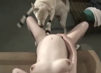 Busty brunette got nailed by white Labrador