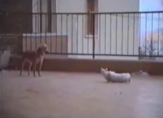 Doggy is trying to drill a white cat