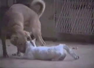 Doggy is trying to drill a white cat