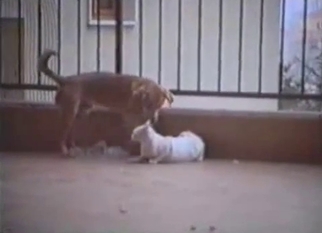 Doggy is trying to drill a white cat
