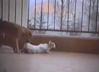 Doggy is trying to drill a white cat