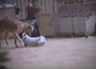 Doggy is trying to drill a white cat