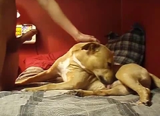 Cute doggy sniffs and licks my hard cock