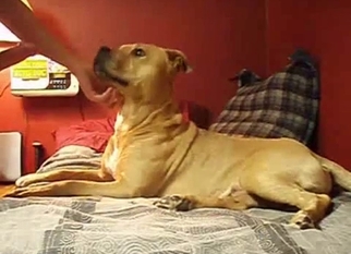 Cute doggy sniffs and licks my hard cock