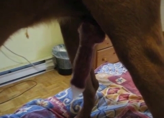 Big dog cums a huge load in the condom