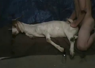 Drilling my lovely white goat in the bed